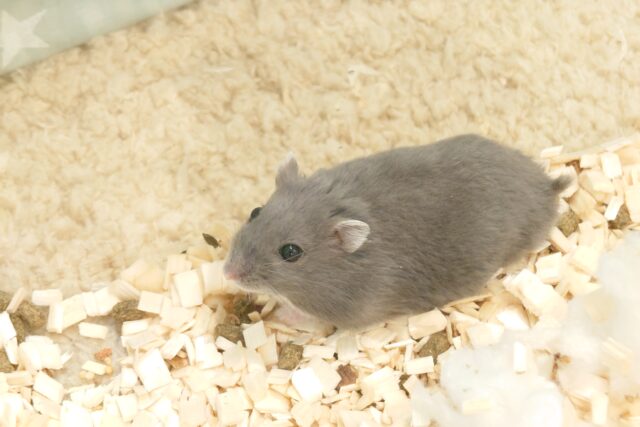 ドワーフハムスターの1種