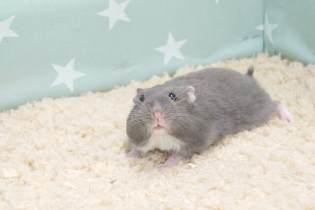 ドワーフハムスターの1種