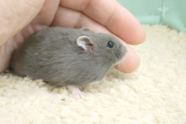 ドワーフハムスターの1種