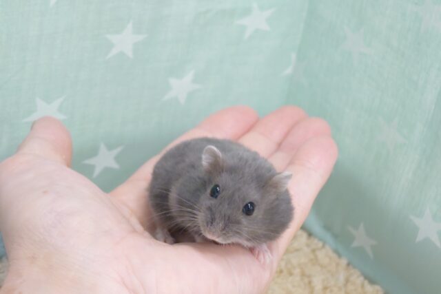 ドワーフハムスターの1種