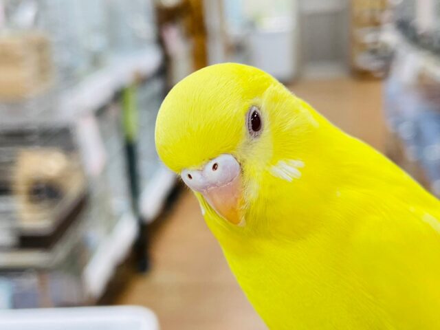 セキセイインコ