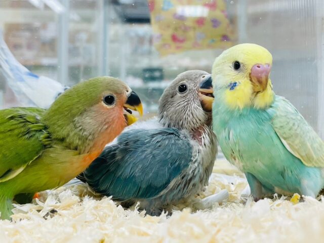 コザクラインコ（小桜インコ）