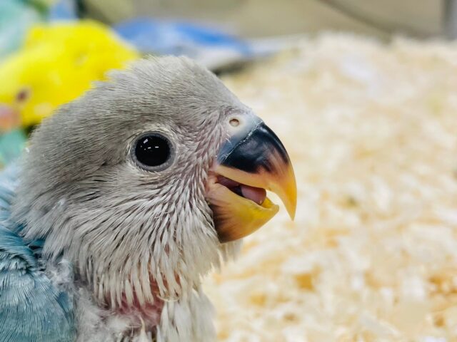 コザクラインコ（小桜インコ）