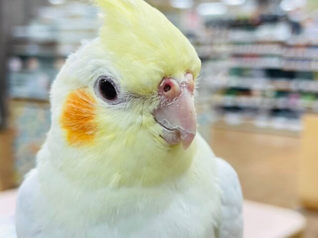 オカメインコ