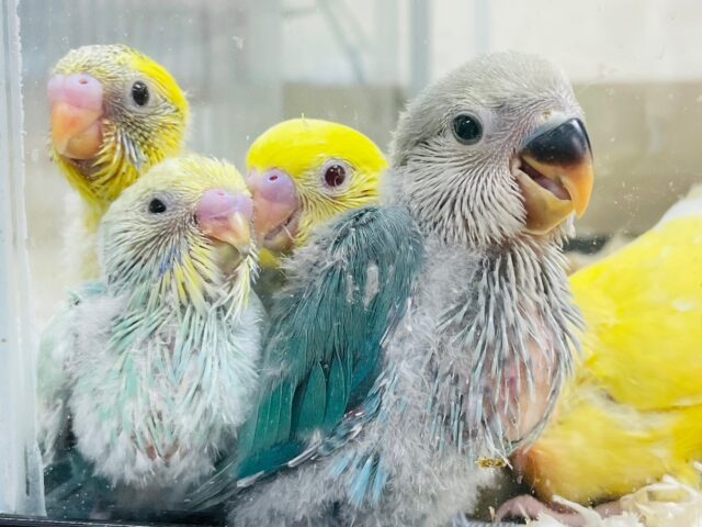 コザクラインコ（小桜インコ）