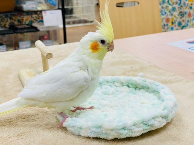 オカメインコ