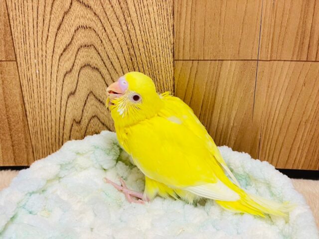 セキセイインコ