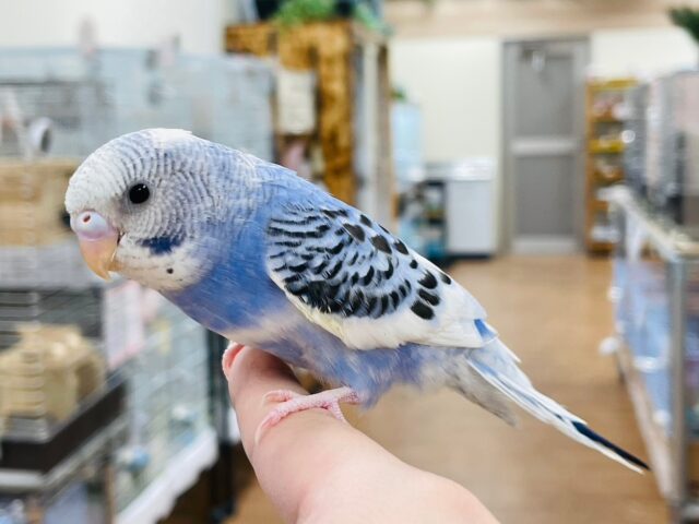 セキセイインコ