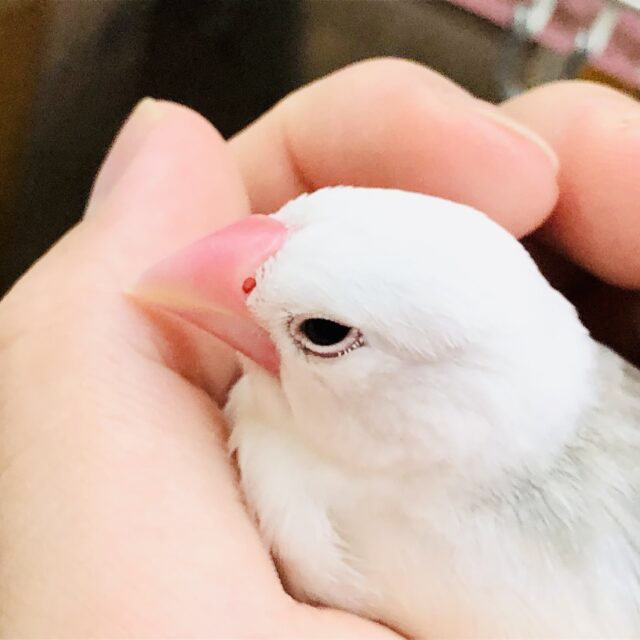白文鳥