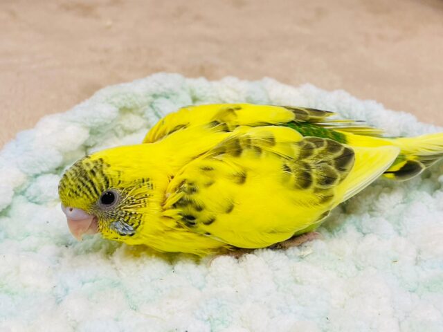 セキセイインコ