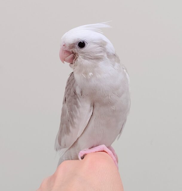 オカメインコ