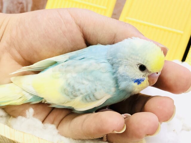 【最新画像更新☆☆】パステルにキラッと☆ セキセイインコ セキセイインコ