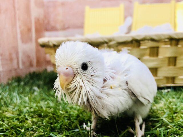 セキセイインコ