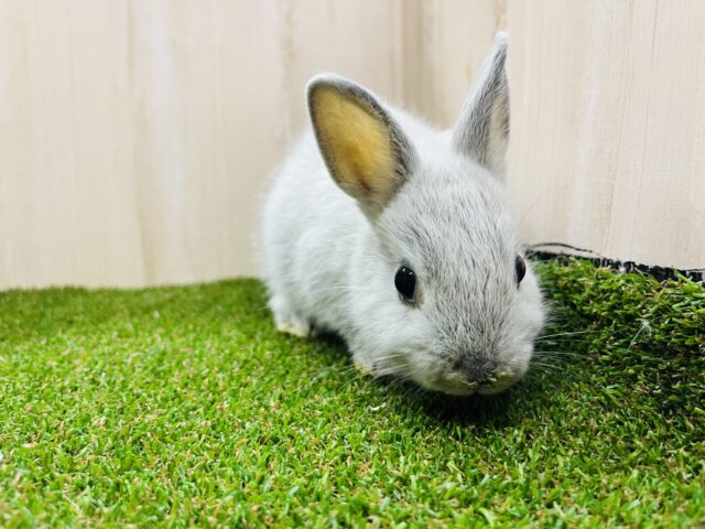 ネザーランドドワーフ