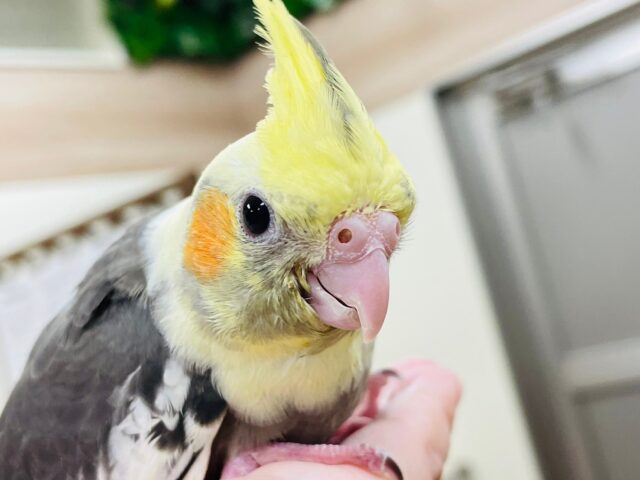 オカメインコ
