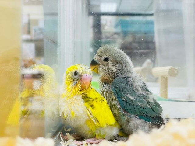セキセイインコ