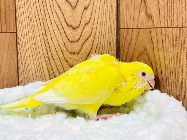 セキセイインコ