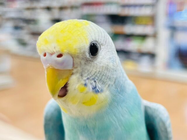 セキセイインコ