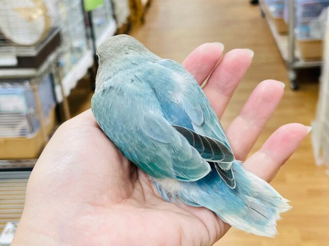 コザクラインコ（小桜インコ）