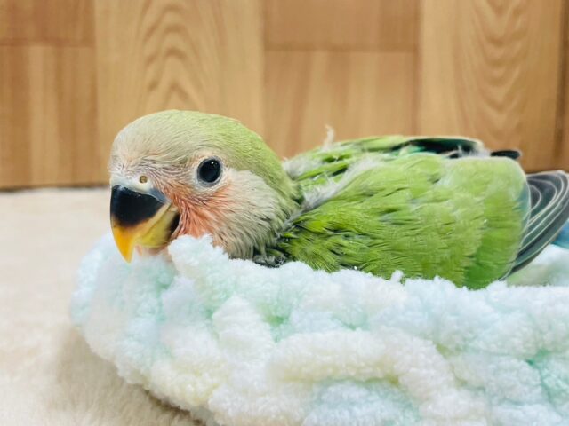 コザクラインコ（小桜インコ）