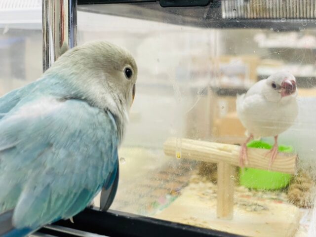 コザクラインコ（小桜インコ）