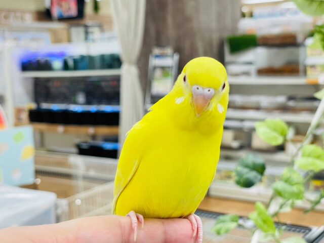 セキセイインコ