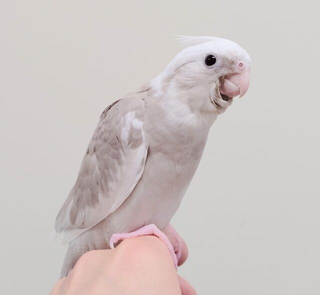 オカメインコ