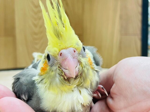 オカメインコ