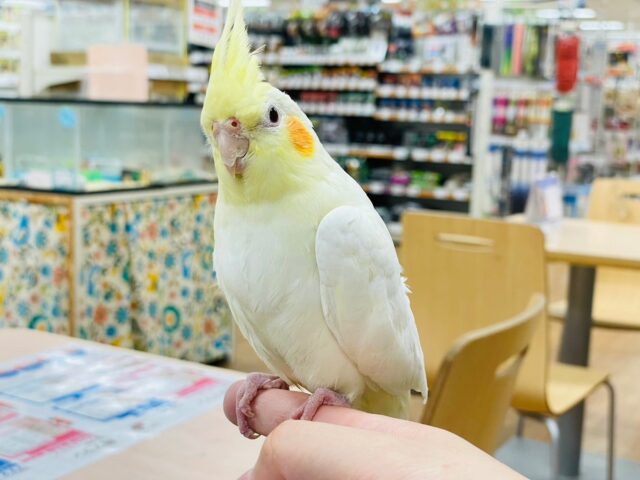 オカメインコ