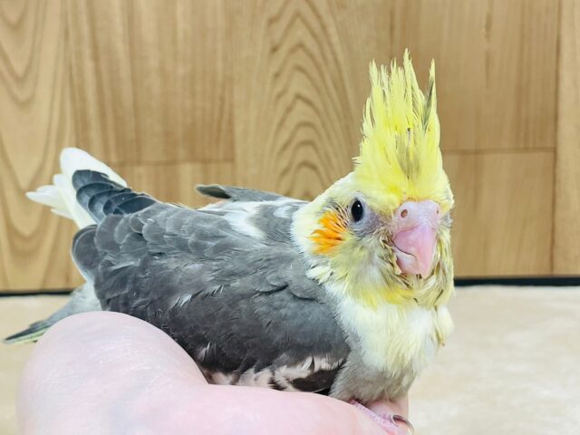 オカメインコ