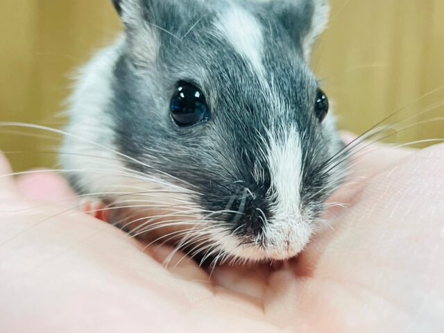 カラージャービル（スナネズミ）