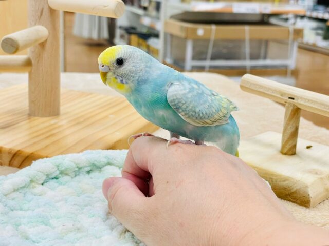 セキセイインコ