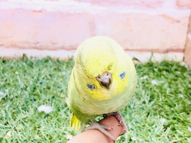 ジャンボセキセイインコ