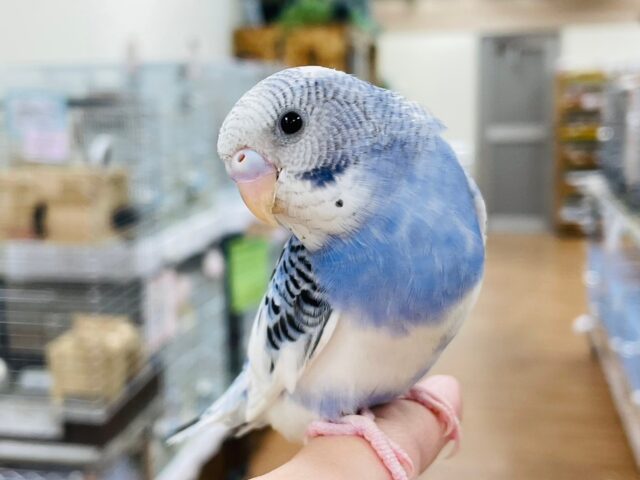 セキセイインコ