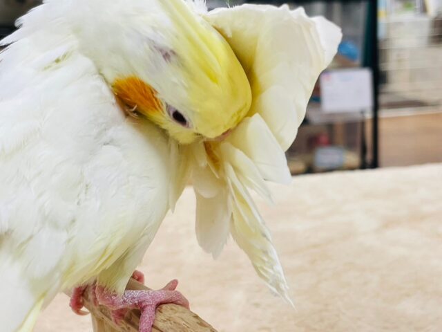 オカメインコ