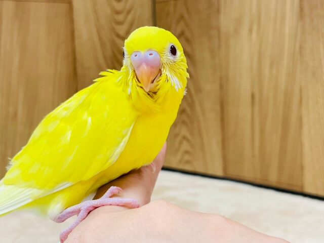 セキセイインコ