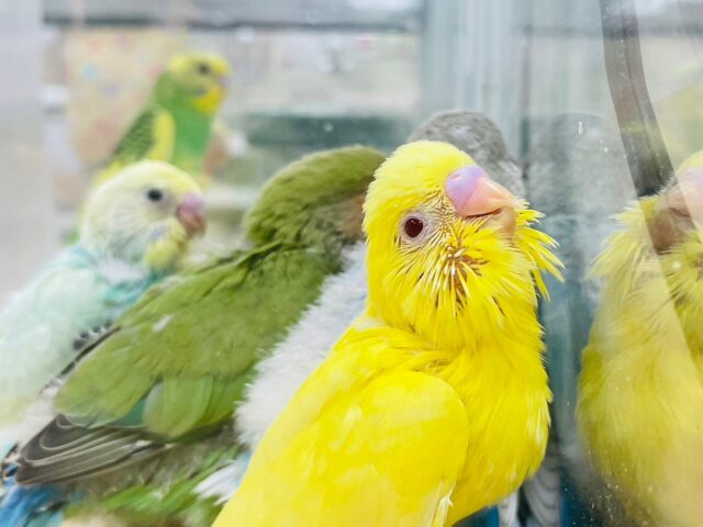 セキセイインコ