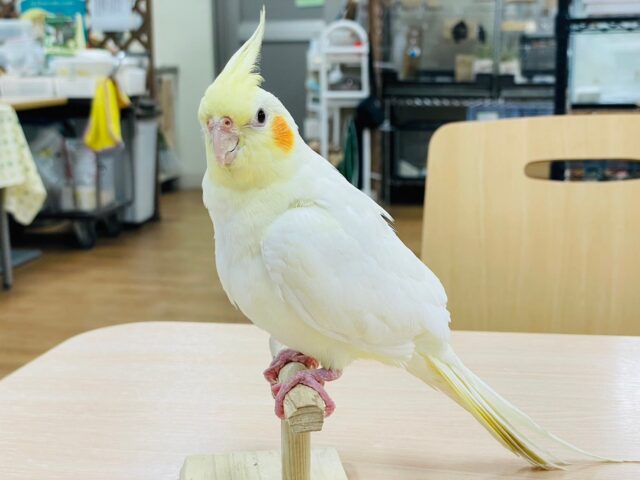 オカメインコ