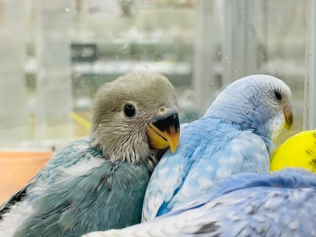 コザクラインコ（小桜インコ）