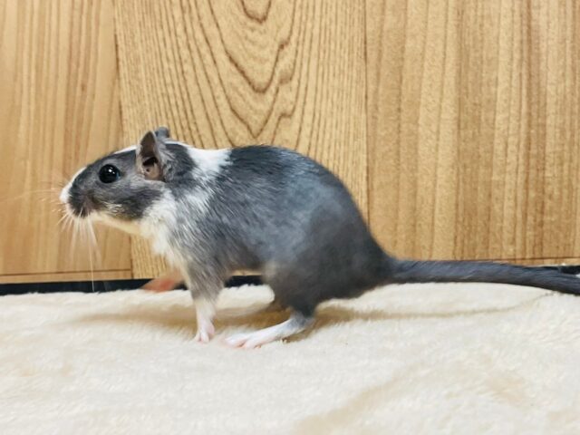 カラージャービル（スナネズミ）