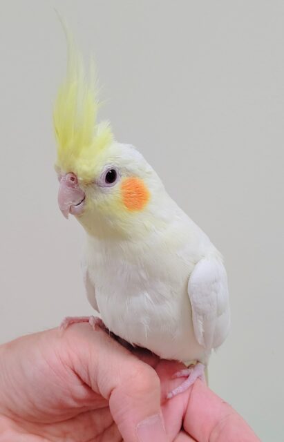 オカメインコ
