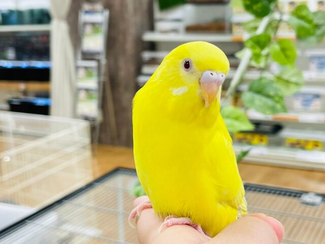 セキセイインコ