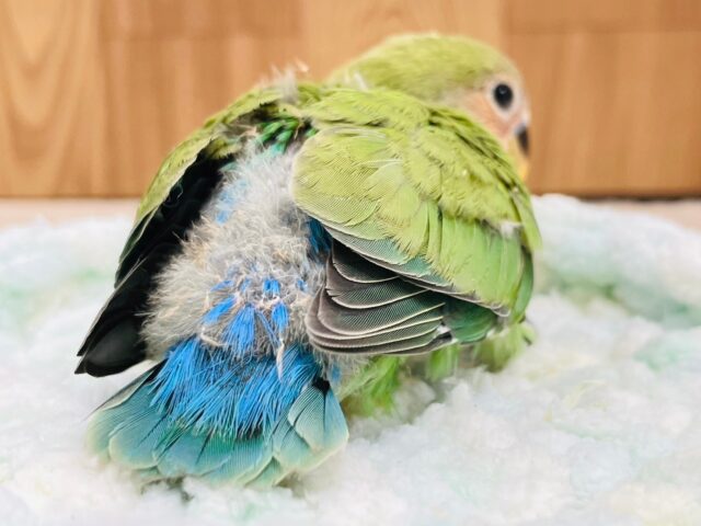 コザクラインコ（小桜インコ）