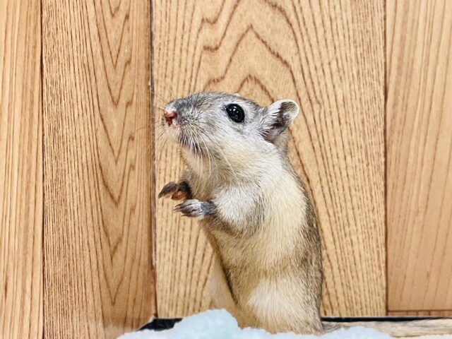 カラージャービル（スナネズミ）