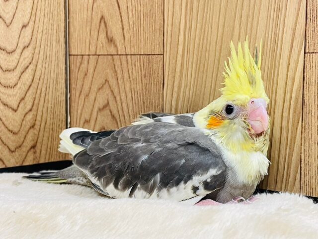 オカメインコ