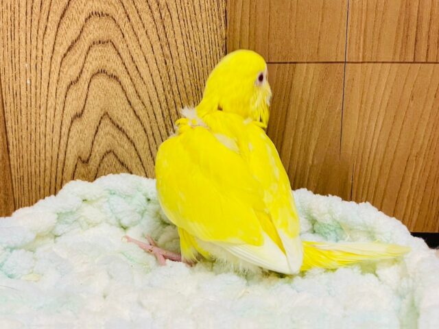 セキセイインコ