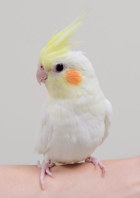 オカメインコ