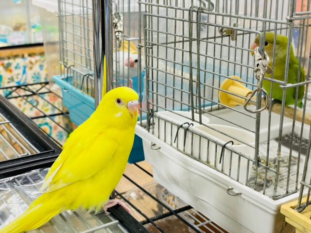 セキセイインコ