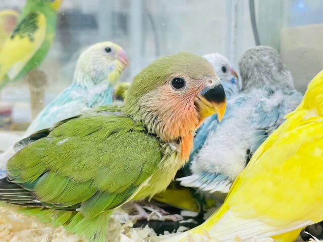 コザクラインコ（小桜インコ）