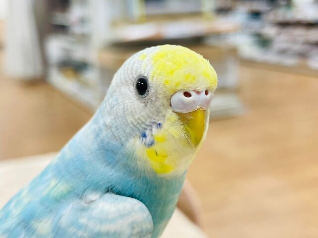 セキセイインコ